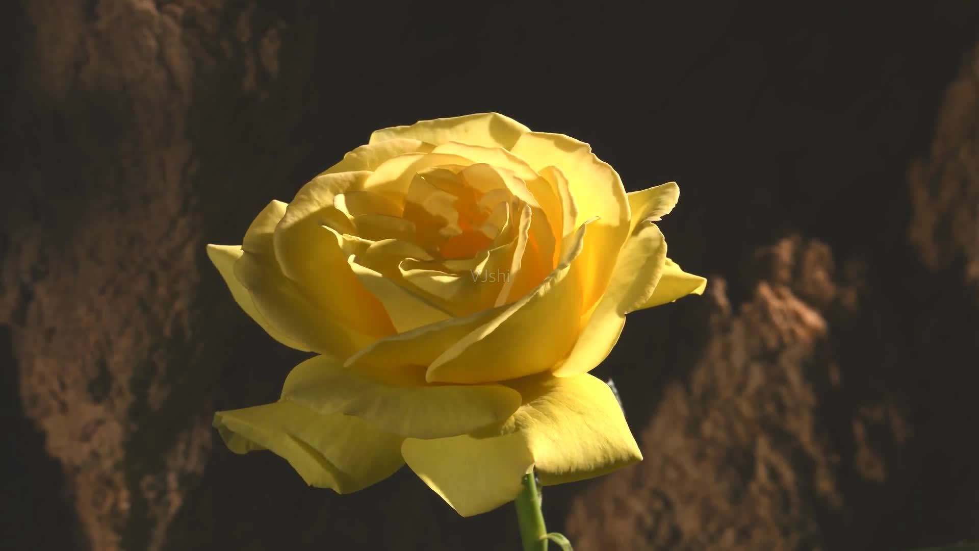 玫瑰花高清图片  最好看最美的玫瑰花(5)
