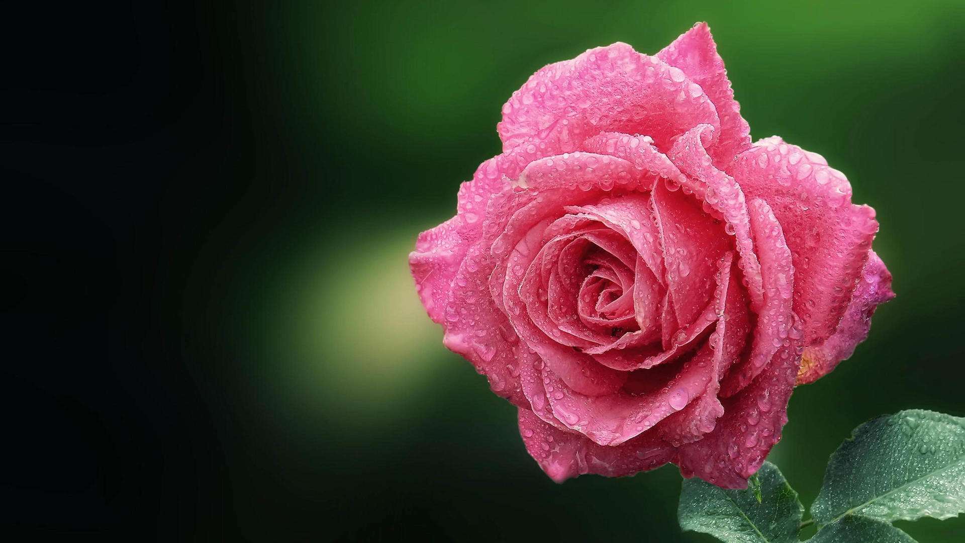 玫瑰花高清图片  最好看最美的玫瑰花(6)