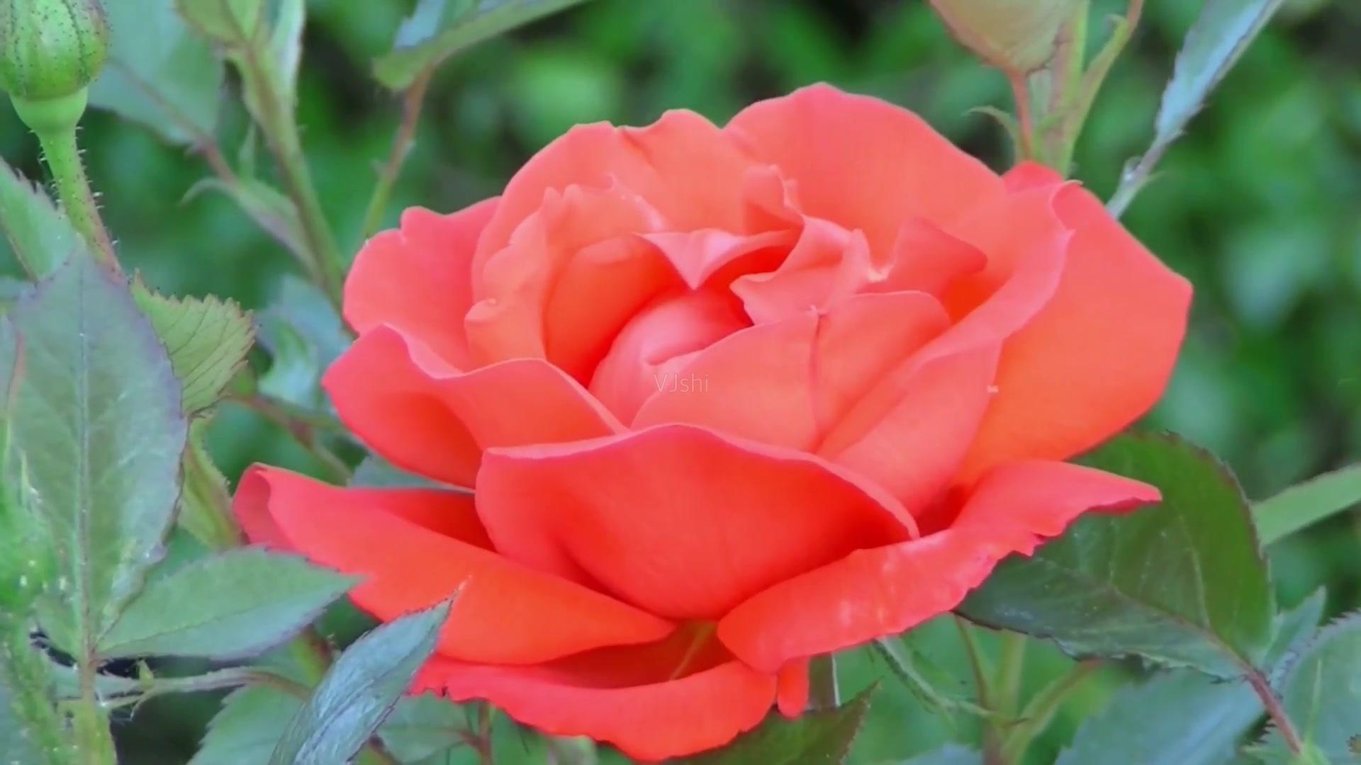 玫瑰花高清图片  最好看最美的玫瑰花(7)