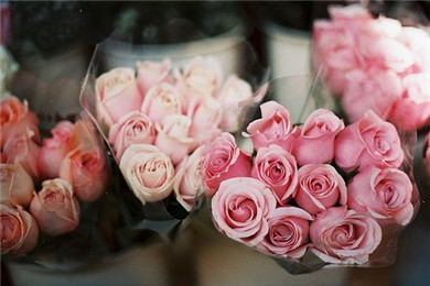 玫瑰花唯美图片  特别玫瑰花束图片(6)
