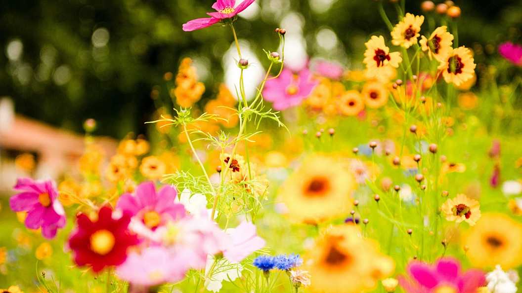 春天好看的植物图片  植物花卉应有尽有(6)