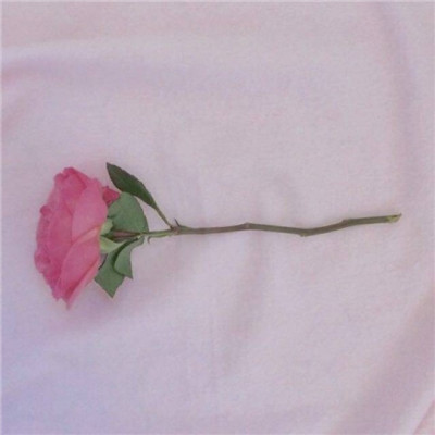 玫瑰花图片唯美一朵  简约时尚柔美(2)