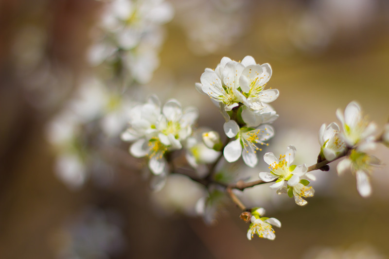 春天好看的花树图片  与春天有个约会(4)