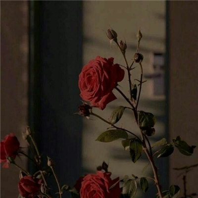 玫瑰花背景图片  色彩饱满艳丽(3)