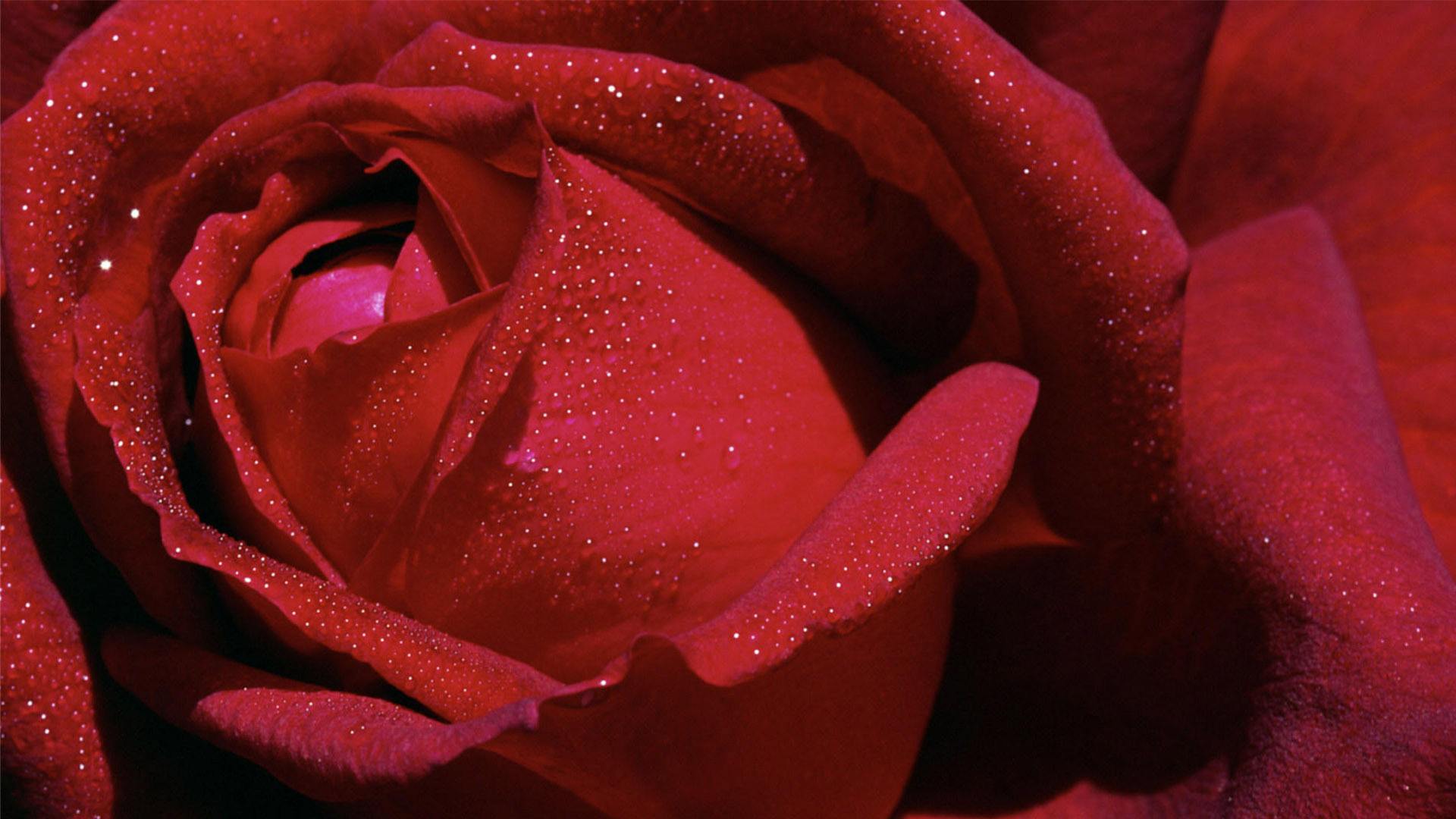 玫瑰花的图片唯美   大朵玫瑰精致清晰图片(2)