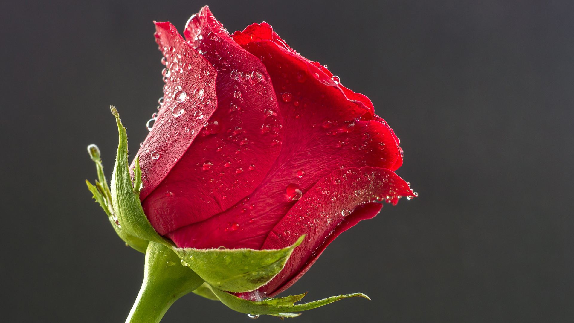 玫瑰花的图片唯美   大朵玫瑰精致清晰图片(3)