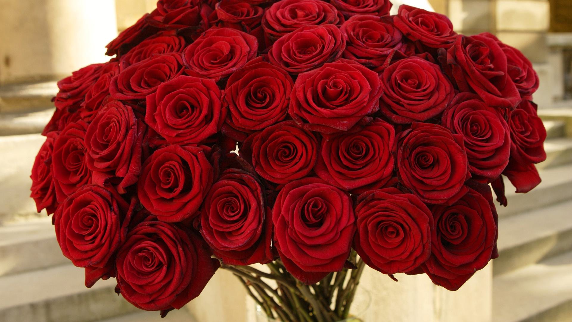 玫瑰花的图片唯美   大朵玫瑰精致清晰图片(6)
