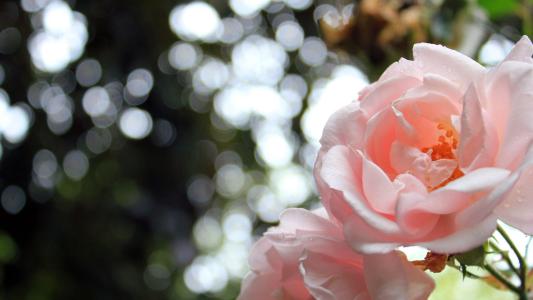 玫瑰花的图片唯美   大朵玫瑰精致清晰图片(7)