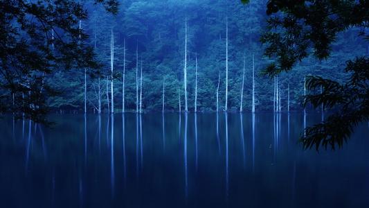 森林夜晚风景图  唯美意境树林图(7)