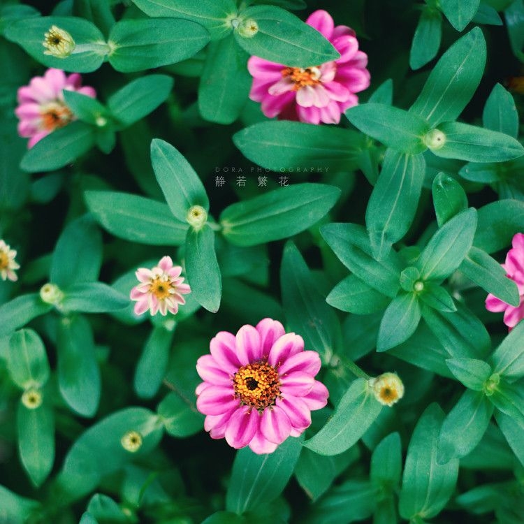 清新花草植物图片 迷人唯美鲜花壁纸(6)