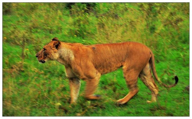 非洲草原上的动物和风景图片(3)