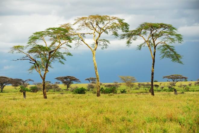非洲草原上的动物和风景图片大全大图