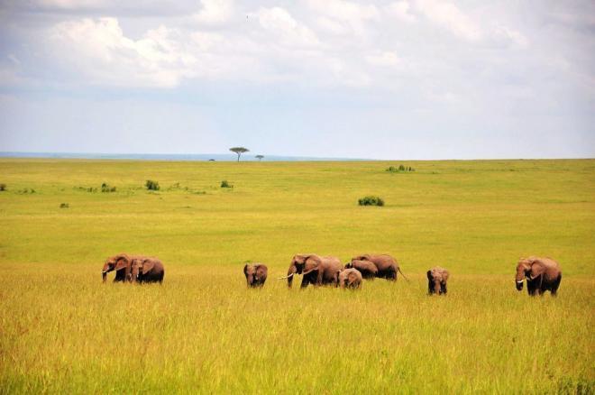非洲草原上的动物和风景图片大全大图(2)