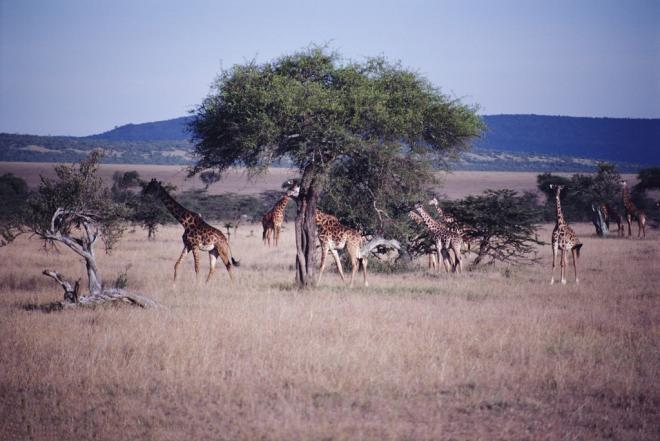 非洲草原上的动物和风景图片大全大图(3)