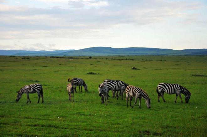 非洲草原上的动物和风景图片大全大图(5)