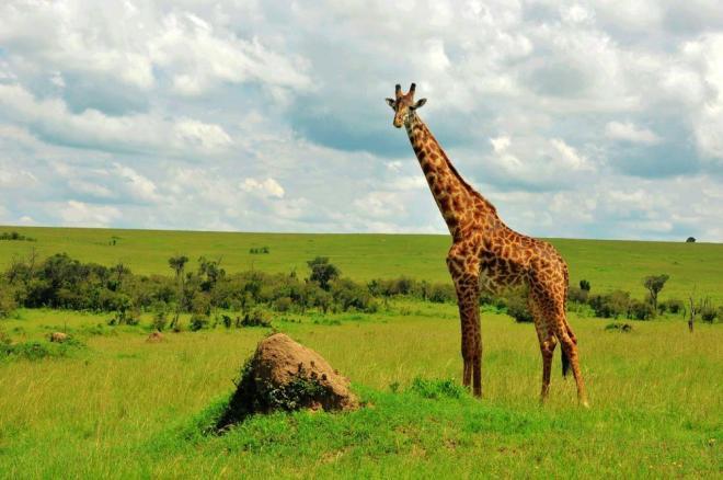 非洲草原上的动物和风景图片大全大图(6)