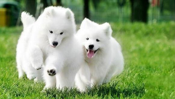 世界名犬图片 白雪公主萨摩(2)