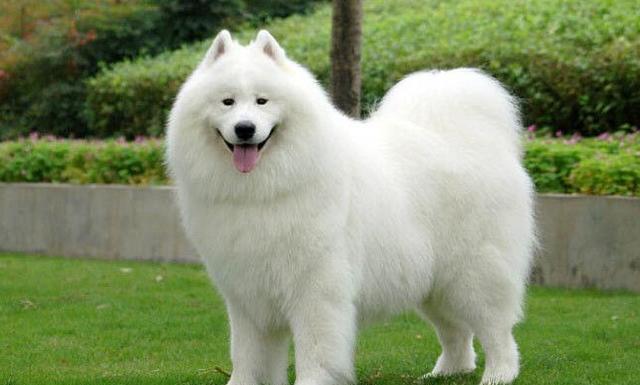 世界名犬图片 白雪公主萨摩(4)