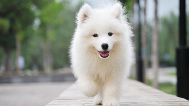 世界名犬图片 白雪公主萨摩(8)