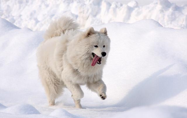 世界名犬图片 白雪公主萨摩(5)