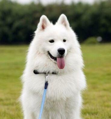 世界名犬图片 白雪公主萨摩(6)