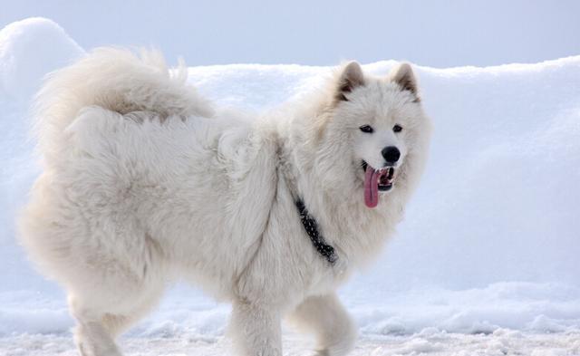 世界名犬图片 白雪公主萨摩(7)