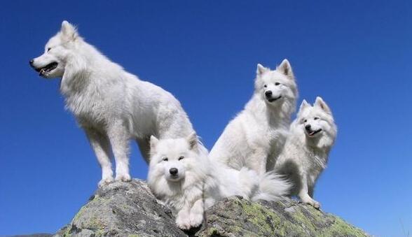 世界名犬图片 白雪公主萨摩(3)