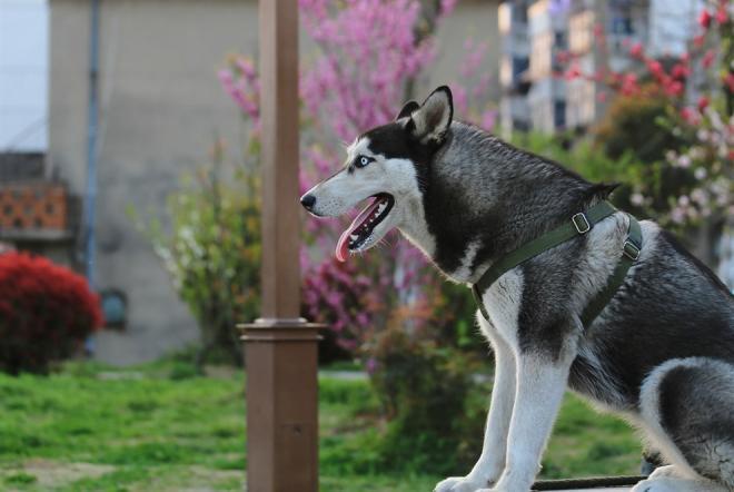 世界名犬图片 西伯利亚雪橇犬哈士奇(2)