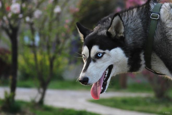 世界名犬图片 西伯利亚雪橇犬哈士奇(4)