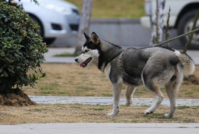 世界名犬图片 西伯利亚雪橇犬哈士奇(5)