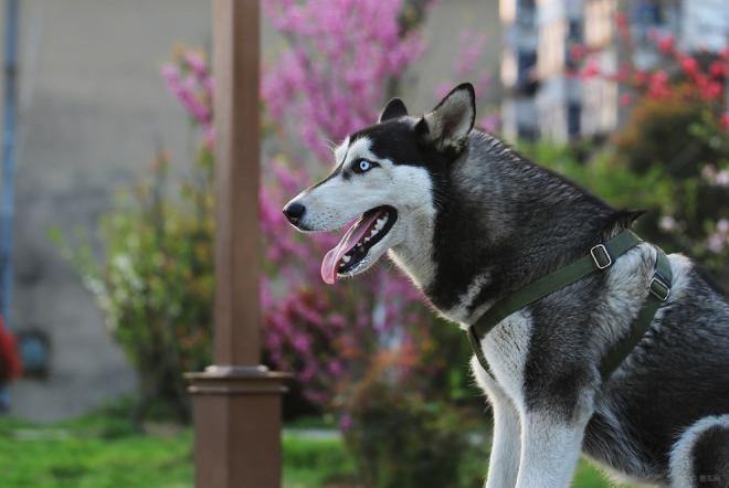 世界名犬图片 西伯利亚雪橇犬哈士奇(7)