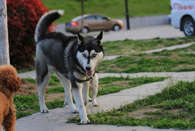 世界名犬图片 西伯利亚雪橇犬哈士奇(8)