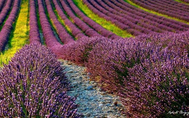 美丽迷人的紫色薰衣草花海图片(5)