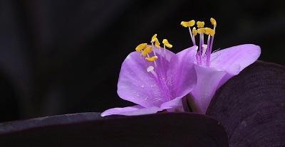 超真实的紫罗兰花图片