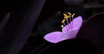 超真实的紫罗兰花图片(2)
