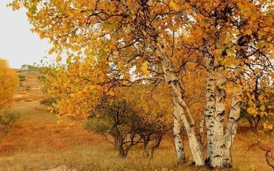 在秋季热烈绽放自己的白桦树图片(2)