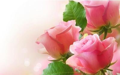玫瑰花唯美高清图片宽屏桌面壁纸