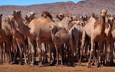 澳大利亚骆驼图片(2)