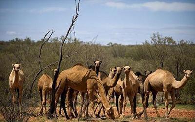 澳大利亚骆驼图片