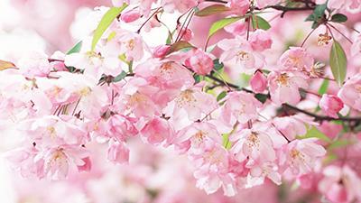 粉色樱花图片壁纸(2)