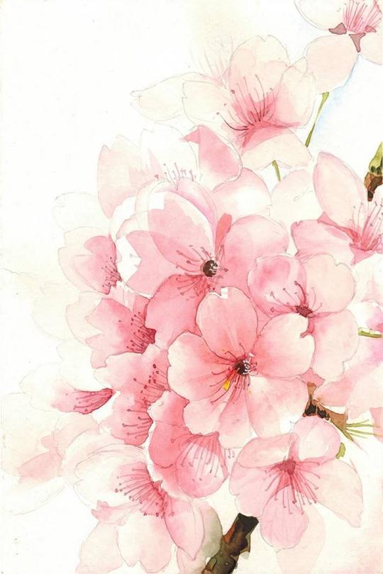 手绘一朵樱花图片