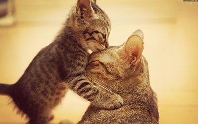 小猫互相拥抱图片(2)