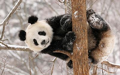 树枝上的熊猫图片(2)