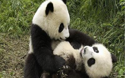 熊猫打架图片(2)