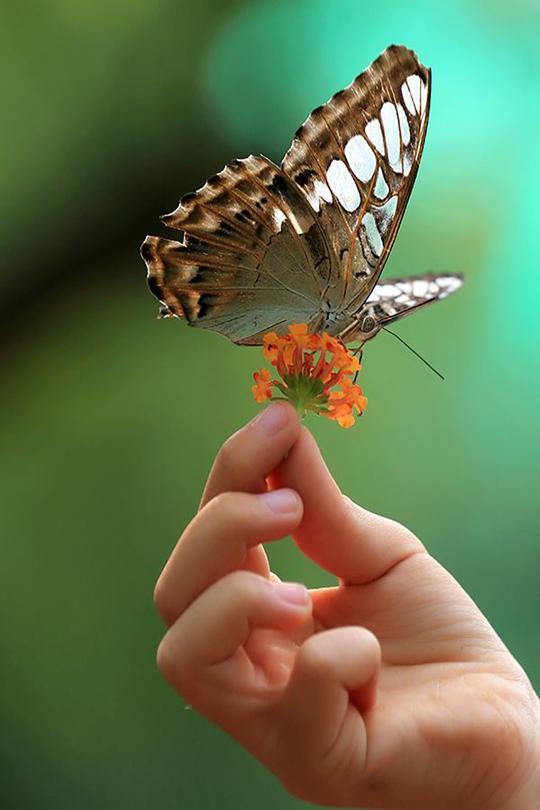 指尖上的蝴蝶唯美图片(2)