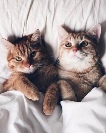 两只猫咪图片情侣头像(2)