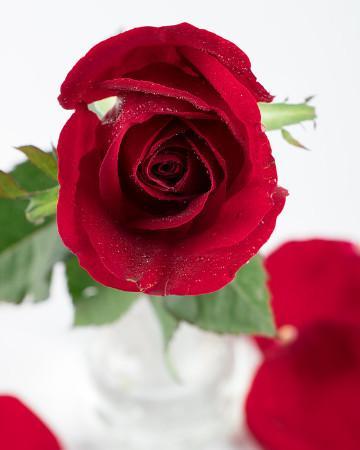 爱情玫瑰花图片(2)