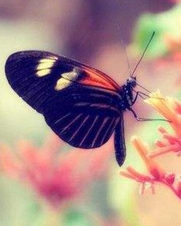 蝴蝶的图片唯美图片