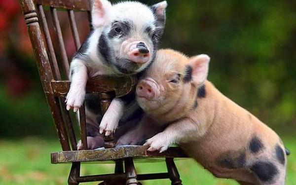 两只猪拥抱图片