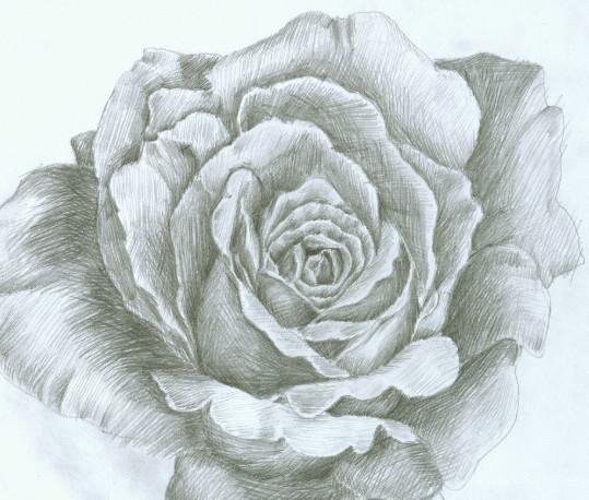 玫瑰花素描画图片大全，无论你喜欢与否也要接受